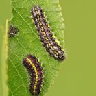 Trauerwidderchen (Aglaope infausta) Raupen