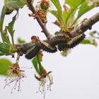 Trauerwidderchen-Raupen?