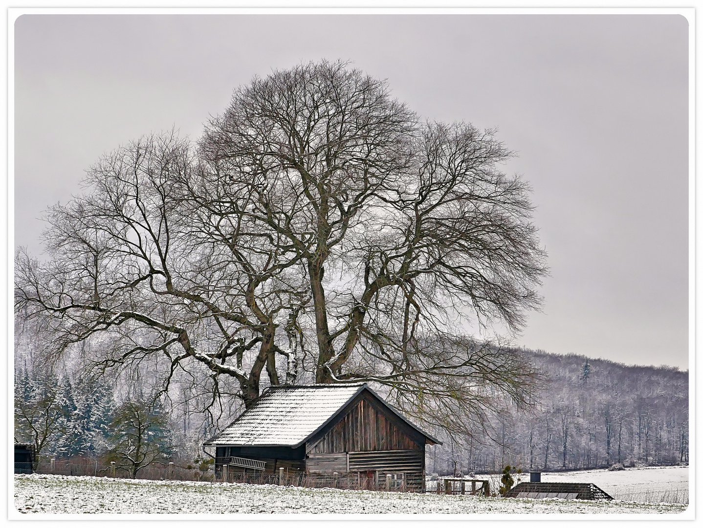 Traum - Baum