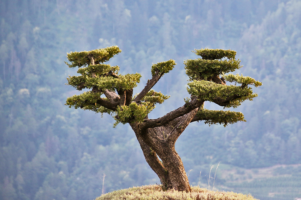 "Traum-Baum"