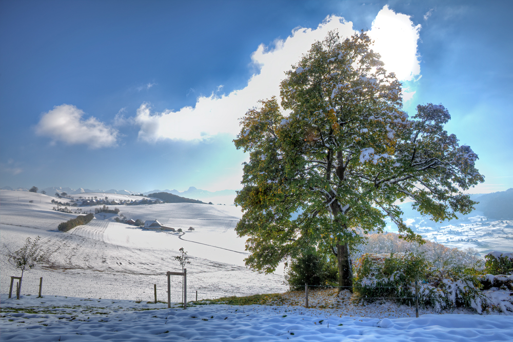 Traum-Baum