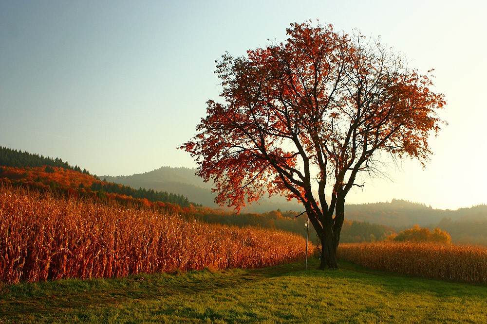 Traum-Baum