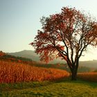 Traum-Baum