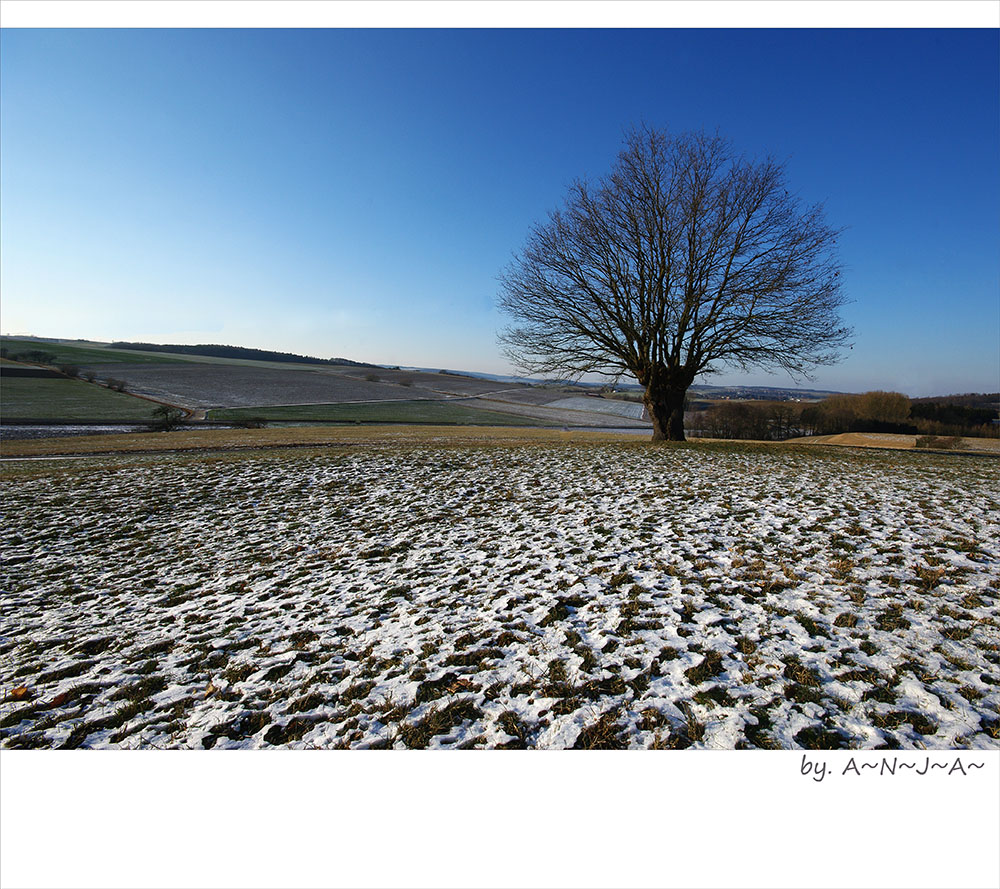 * Traum.- Baum...II *