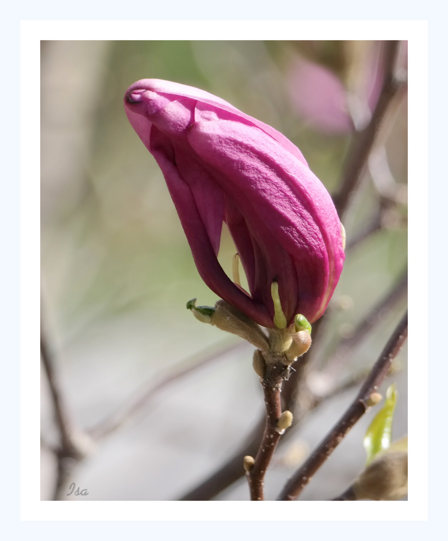 Traum einer Magnolie