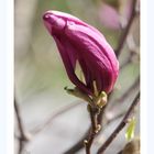 Traum einer Magnolie