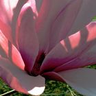 Traum einer Magnolie 5