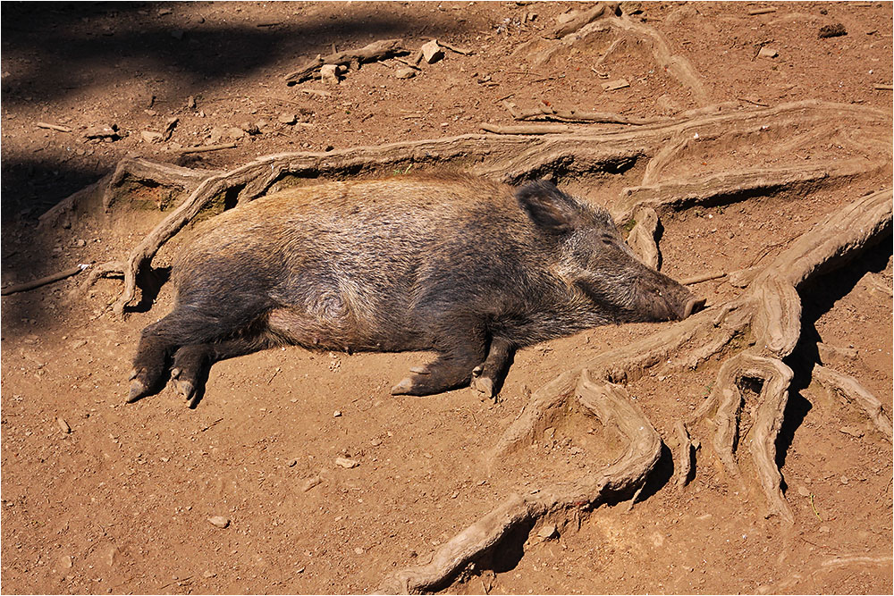 Traum einer Wildsau im Winter