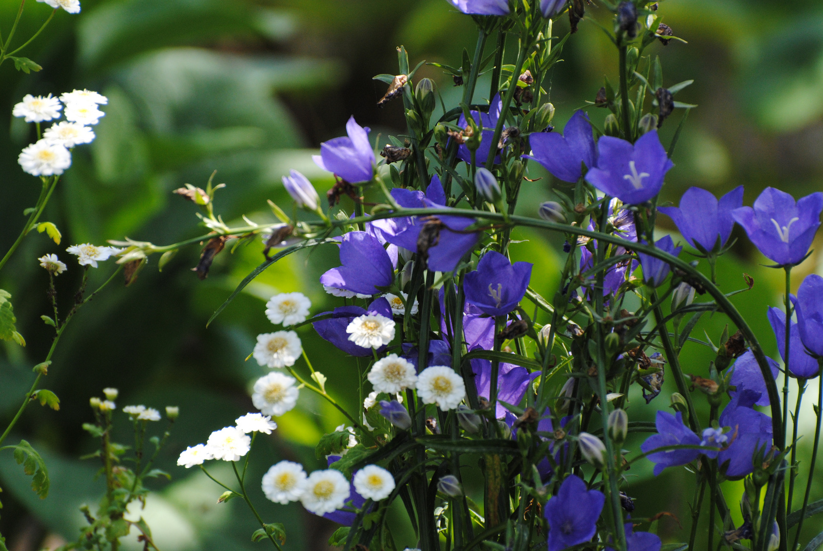 Traum in blau