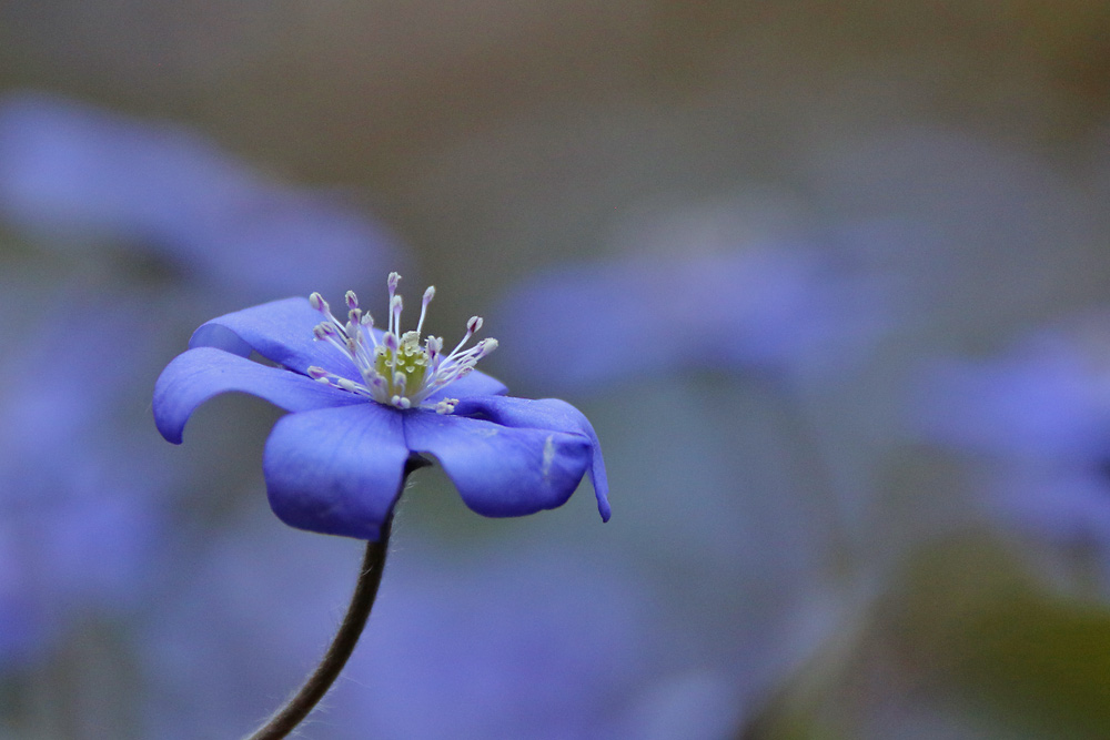 Traum in BLAU