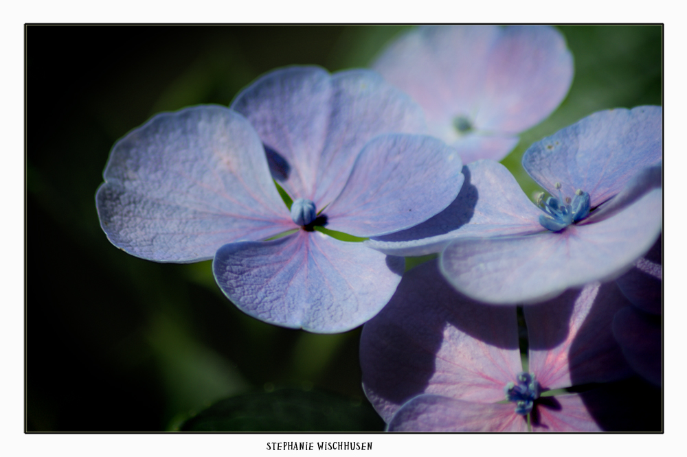 Traum in Blau