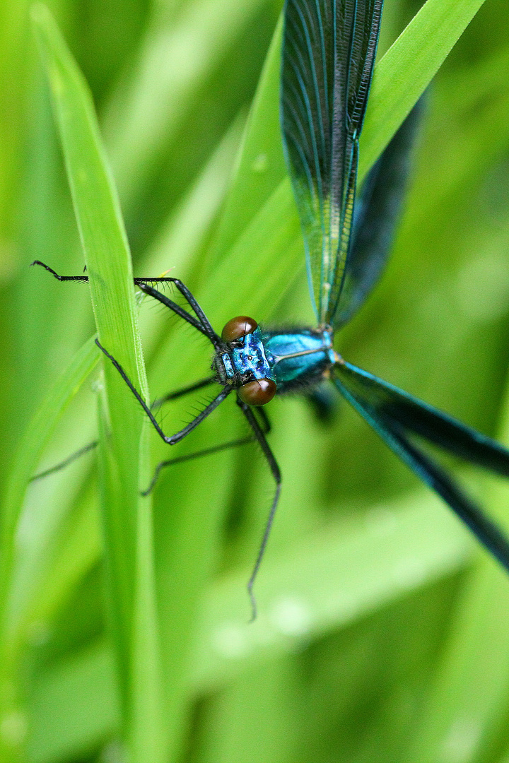 Traum in Blau