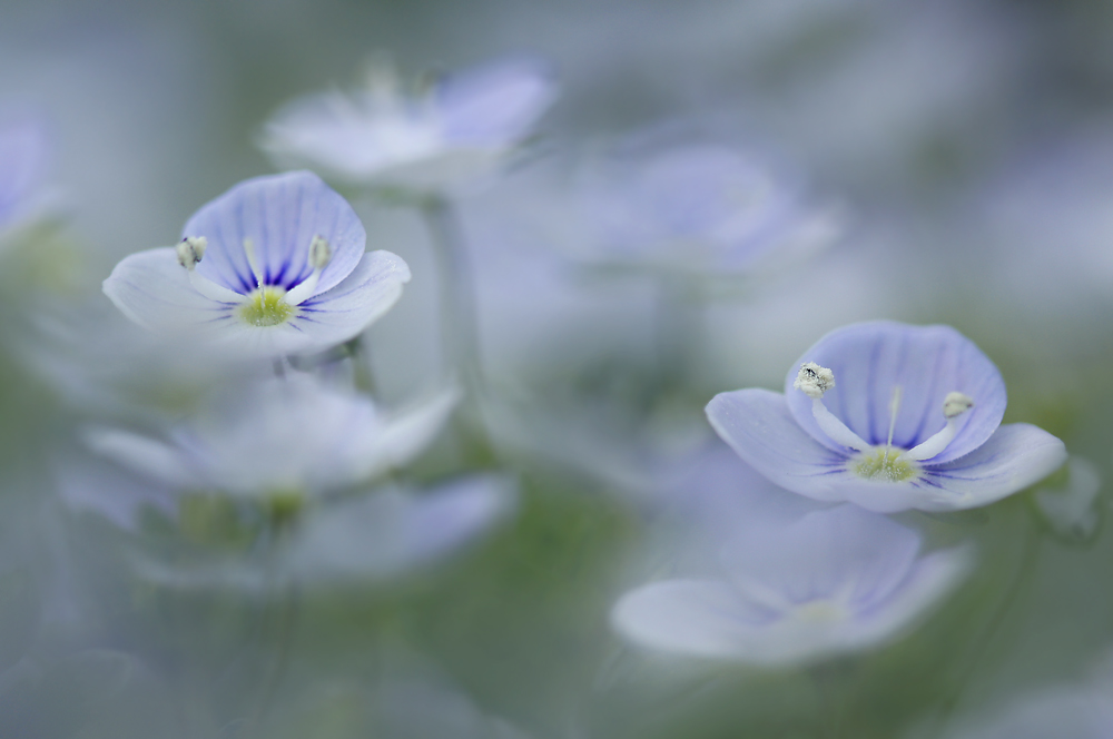 Traum in Blau von Artibeus 