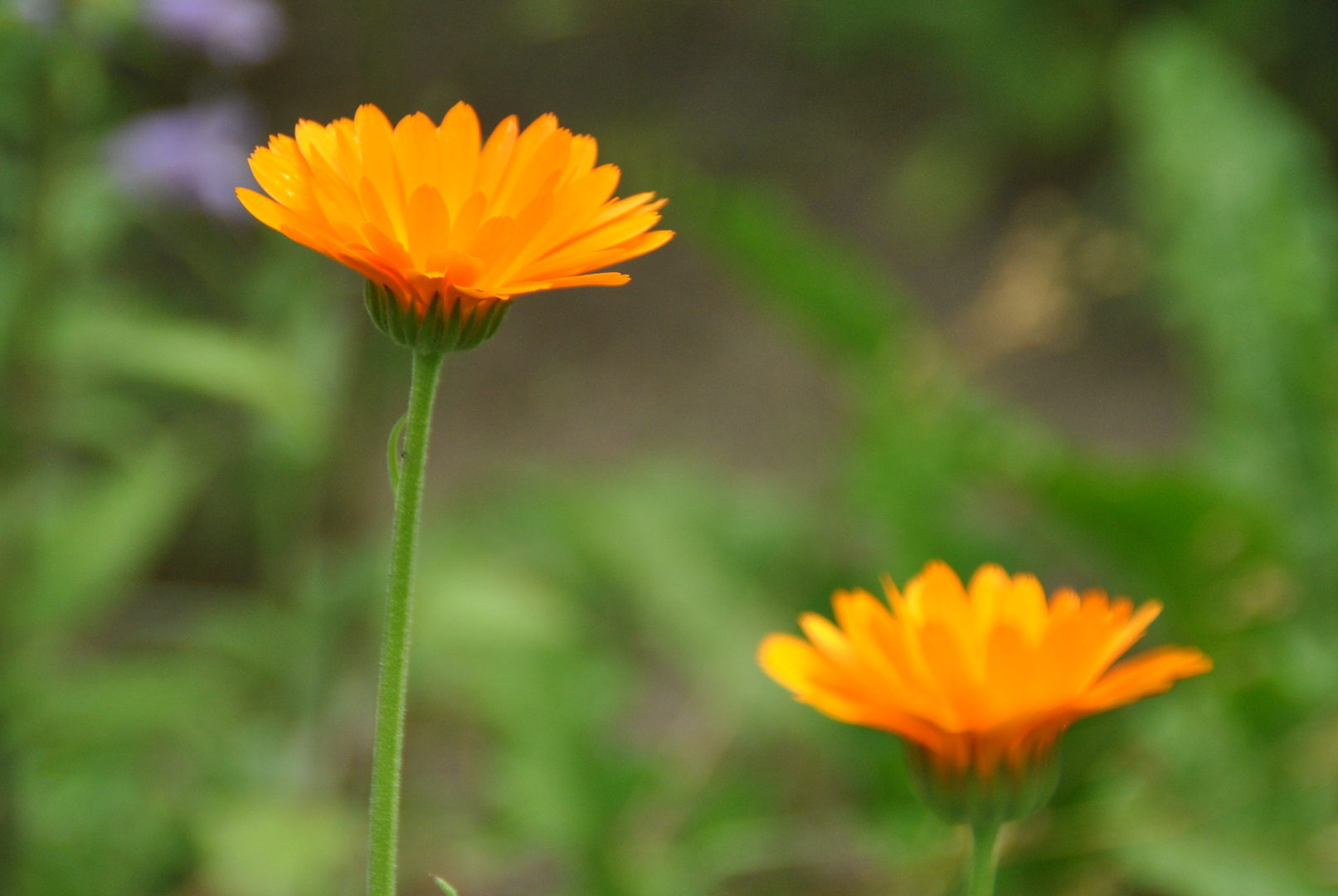 Traum in Orange