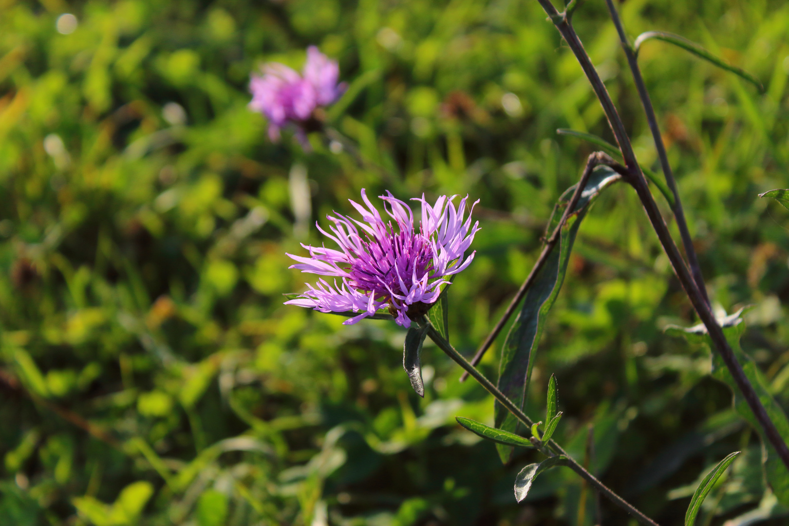 Traum in Rosa