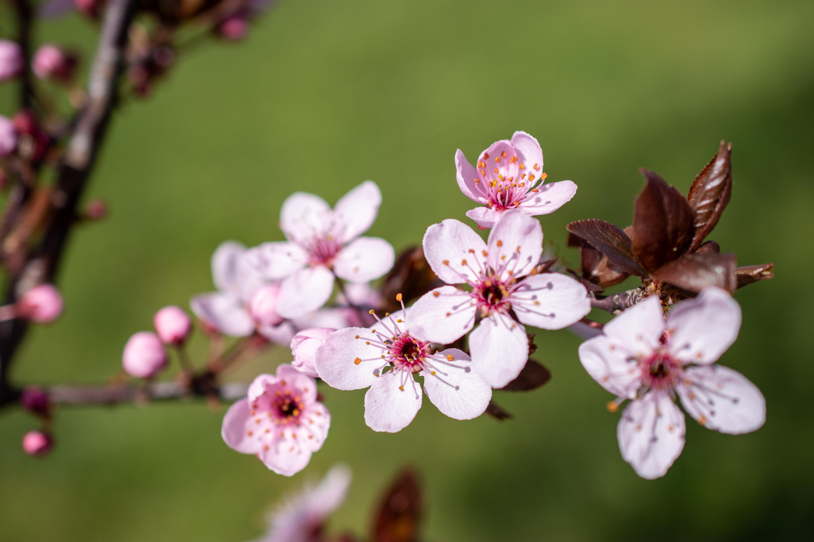 Traum in Rosa