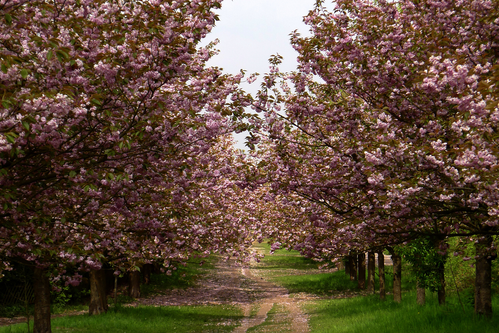 Traum in rosa