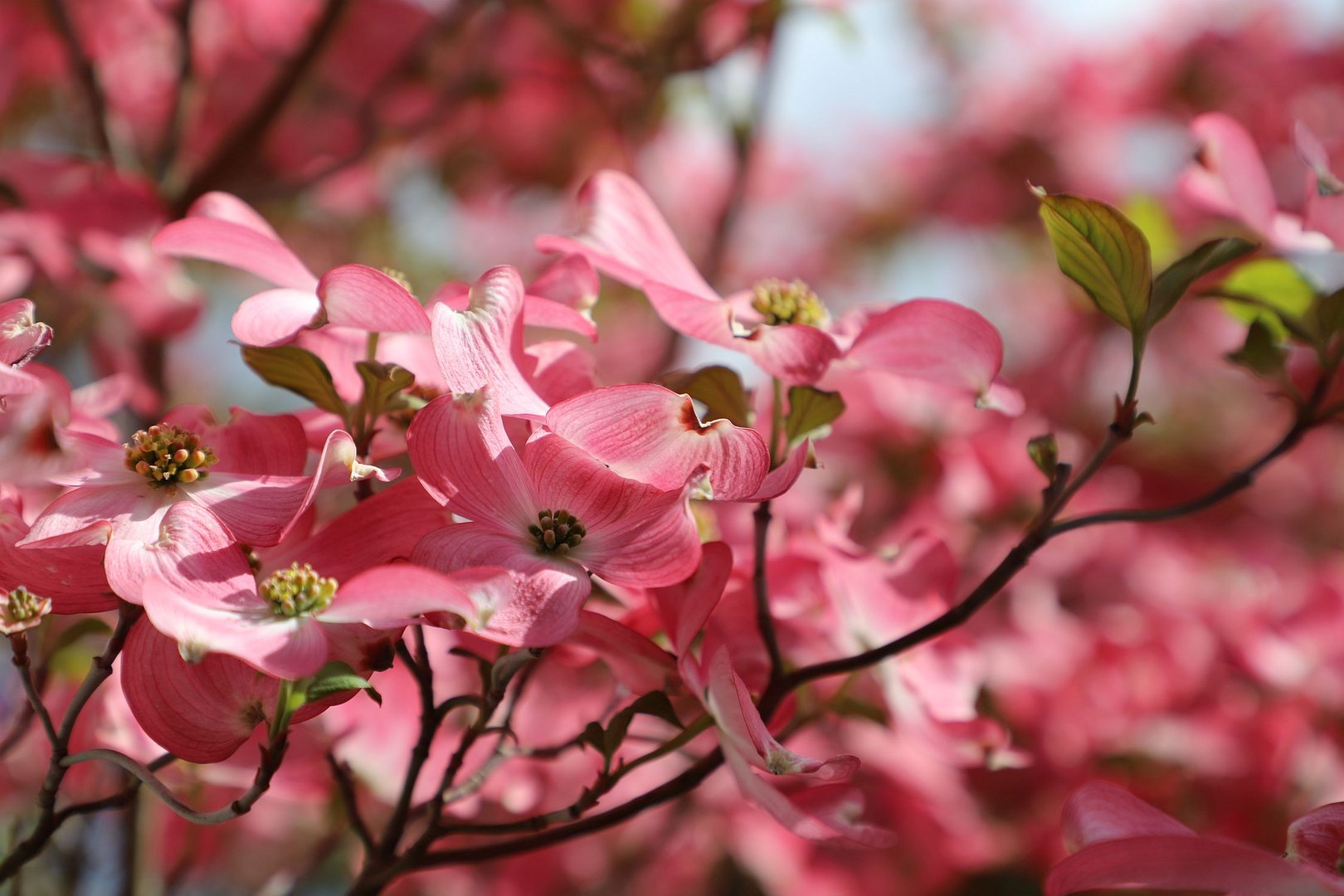 Traum in Rosa - Amerkanischer Blumenhartriegel (Cornus florida)...