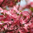 Traum in Rosa - Amerkanischer Blumenhartriegel (Cornus florida)...