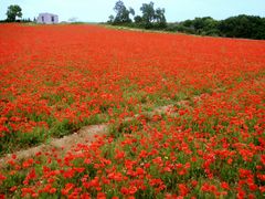 Traum in rot