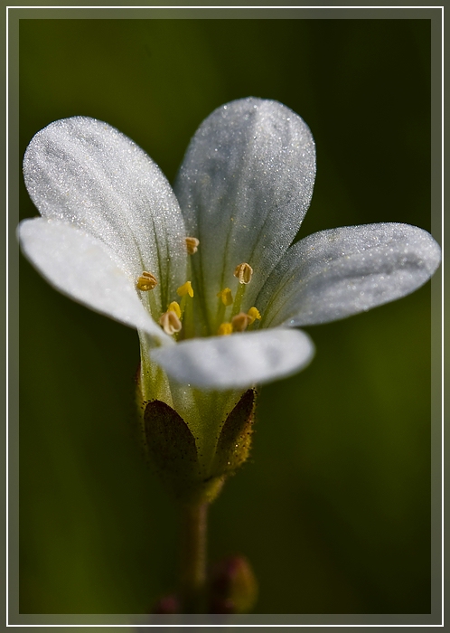 Traum in Weiß / A vision in white