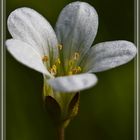 Traum in Weiß / A vision in white