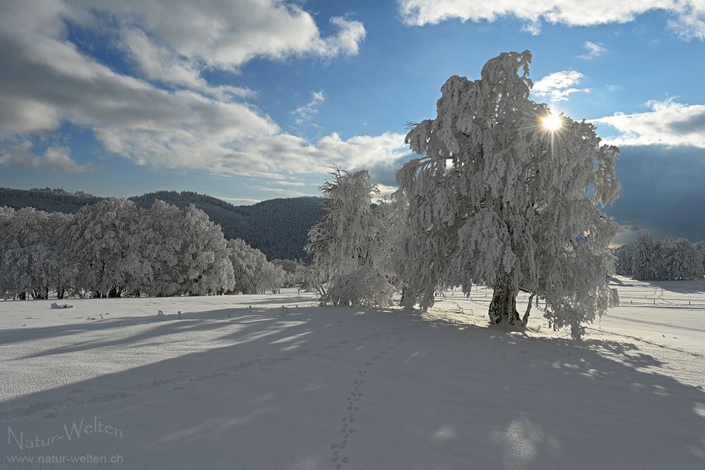 Traum in Weiss und Blau