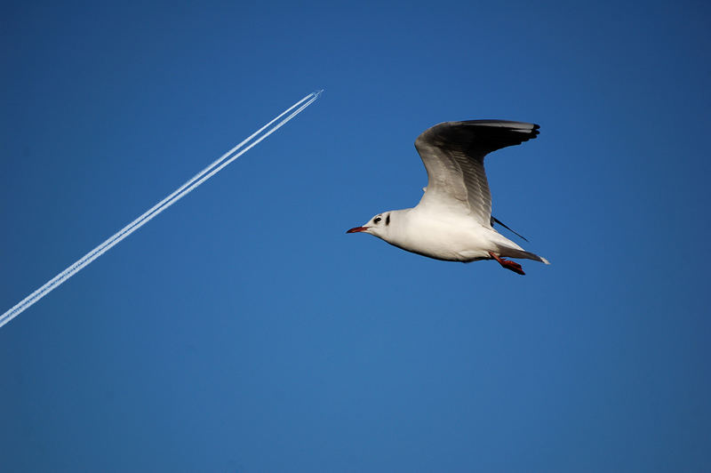 Traum vom Fliegen und was aus ihm wurde