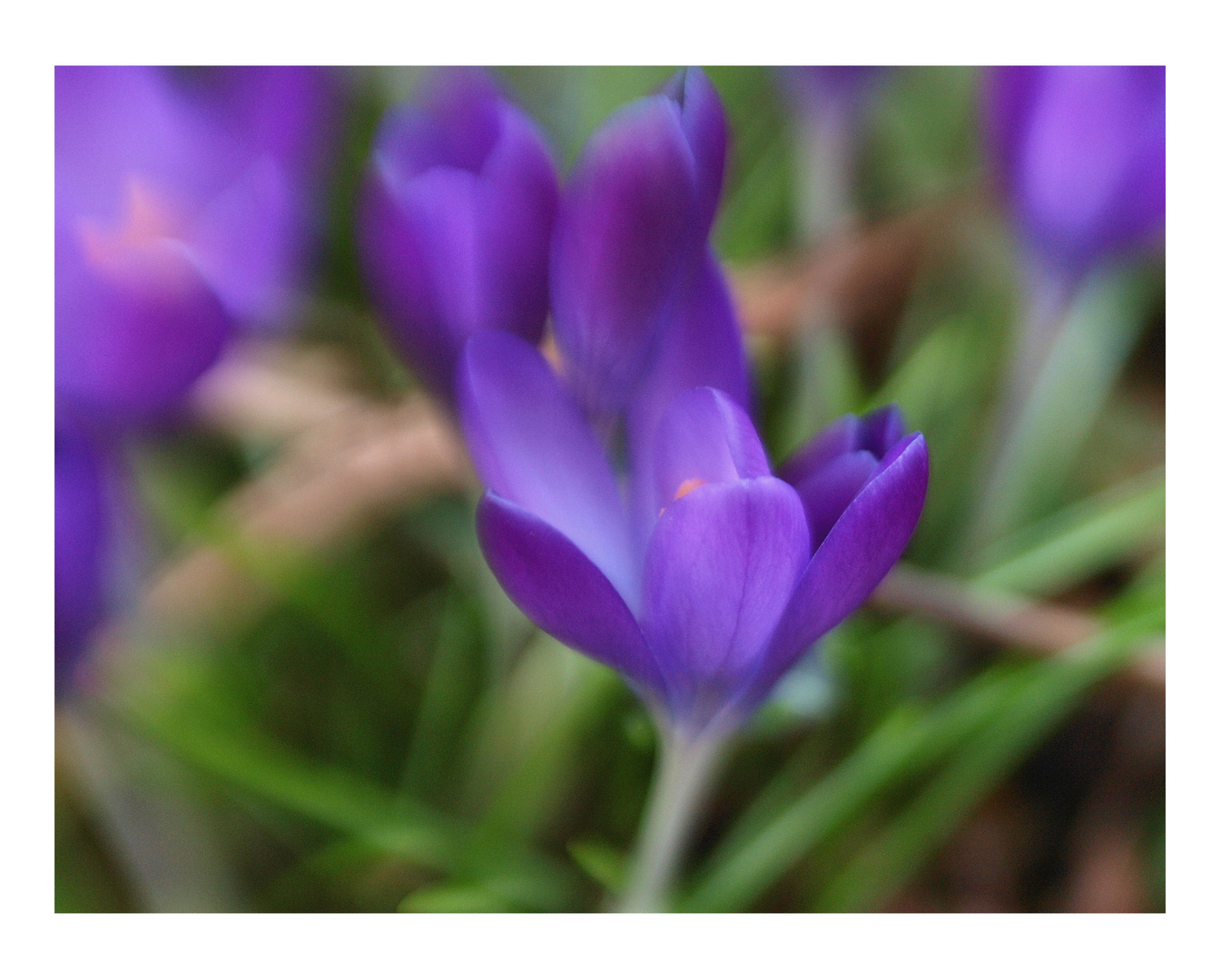 Traum vom Frühling