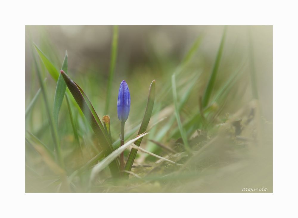 ° Traum vom Frühling °