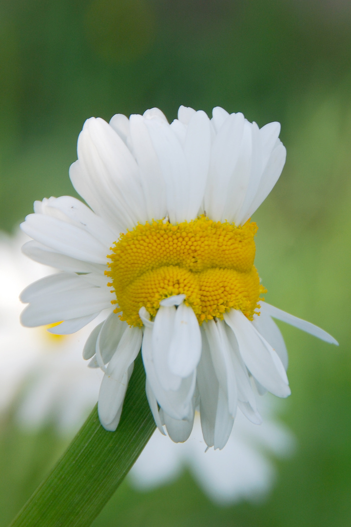 Traum vom Sommer