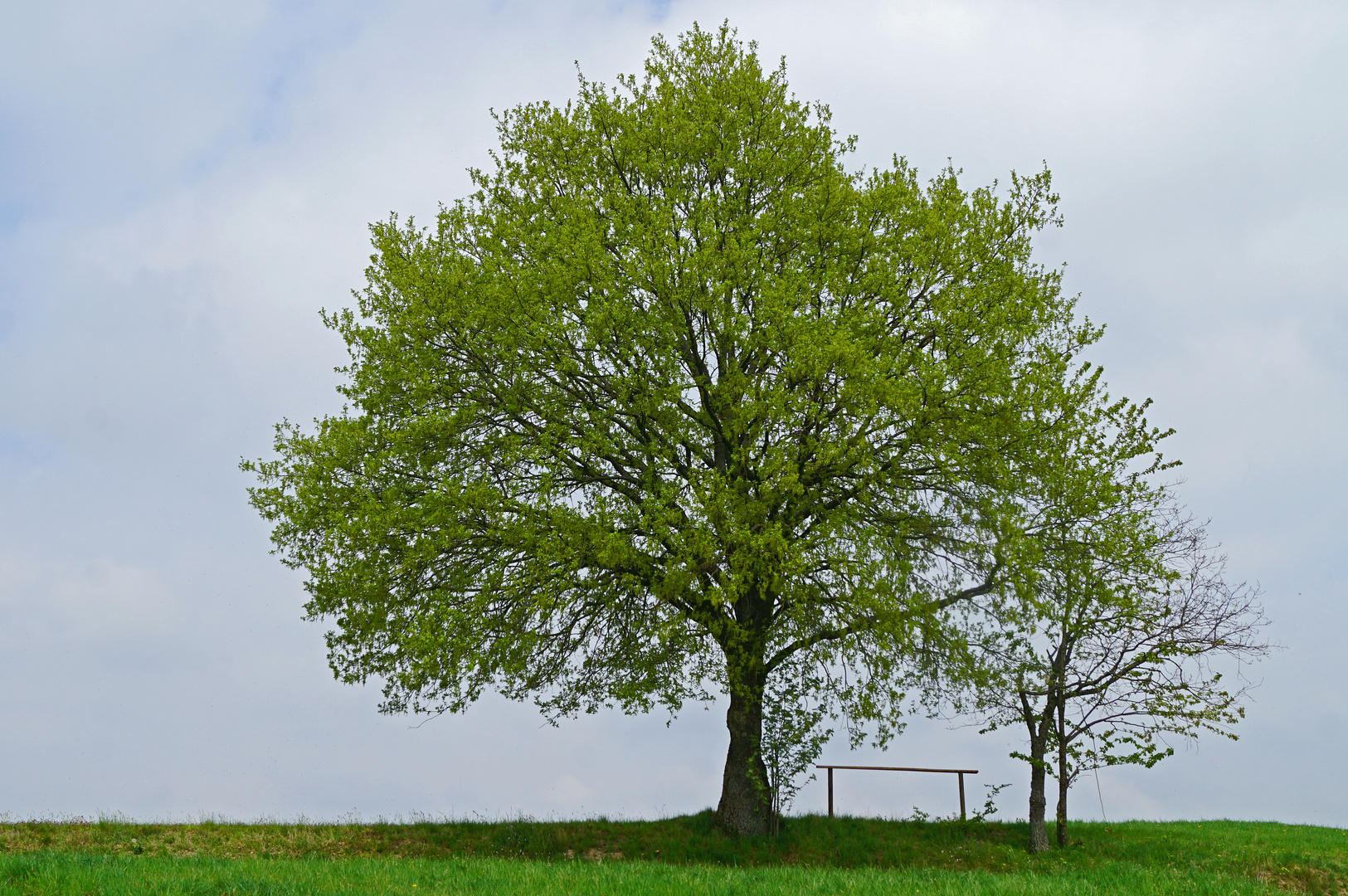 Traum von einem Baum