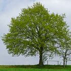 Traum von einem Baum