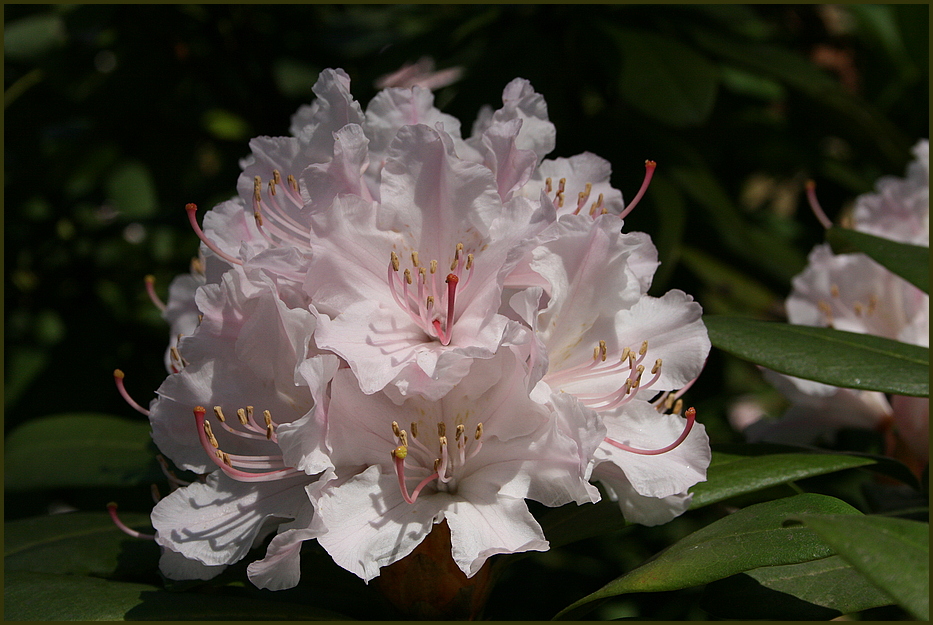 Traum von einer Blüte !