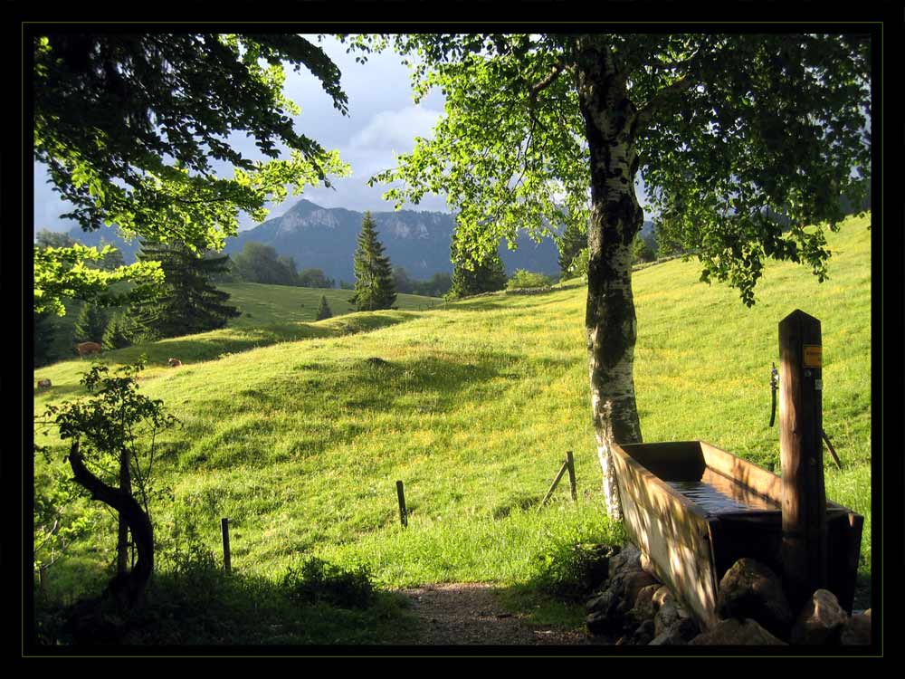 Traum von einer frühsommerlichen Bergwiese