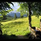 Traum von einer frühsommerlichen Bergwiese