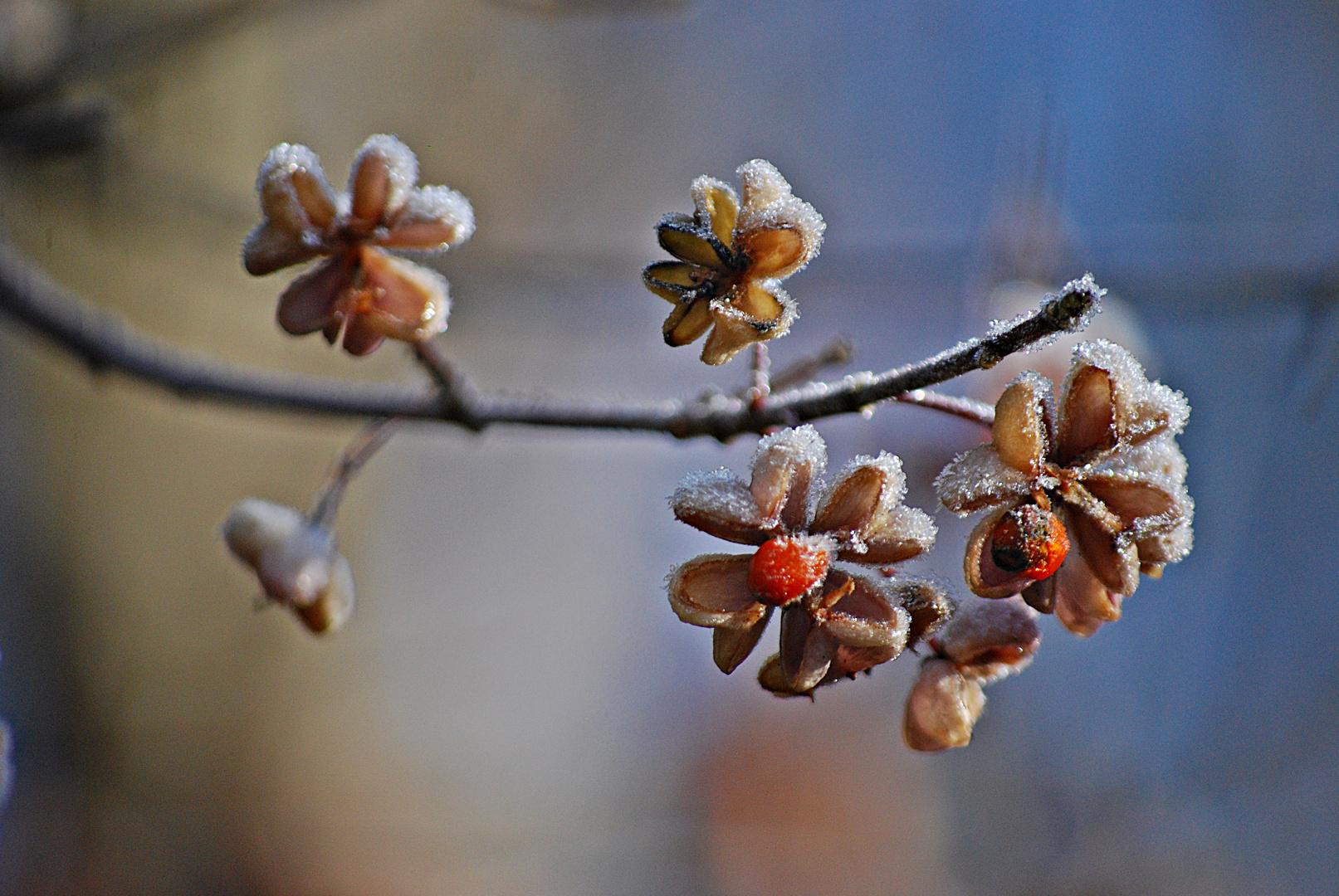 Traum von Winter...