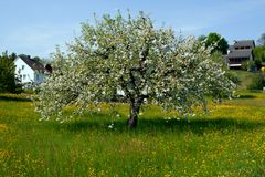 Traum - Zauber Baum