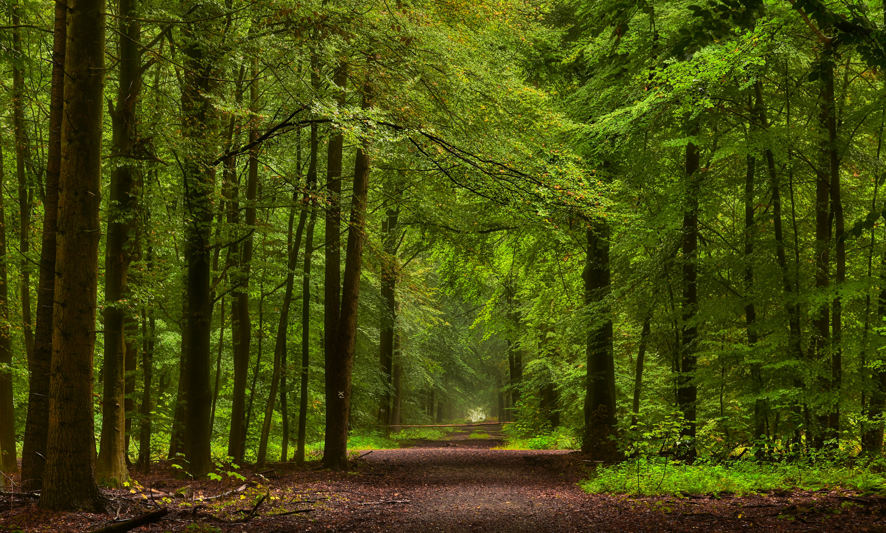 Traumallee im Wald