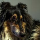 Traumcollie (2)