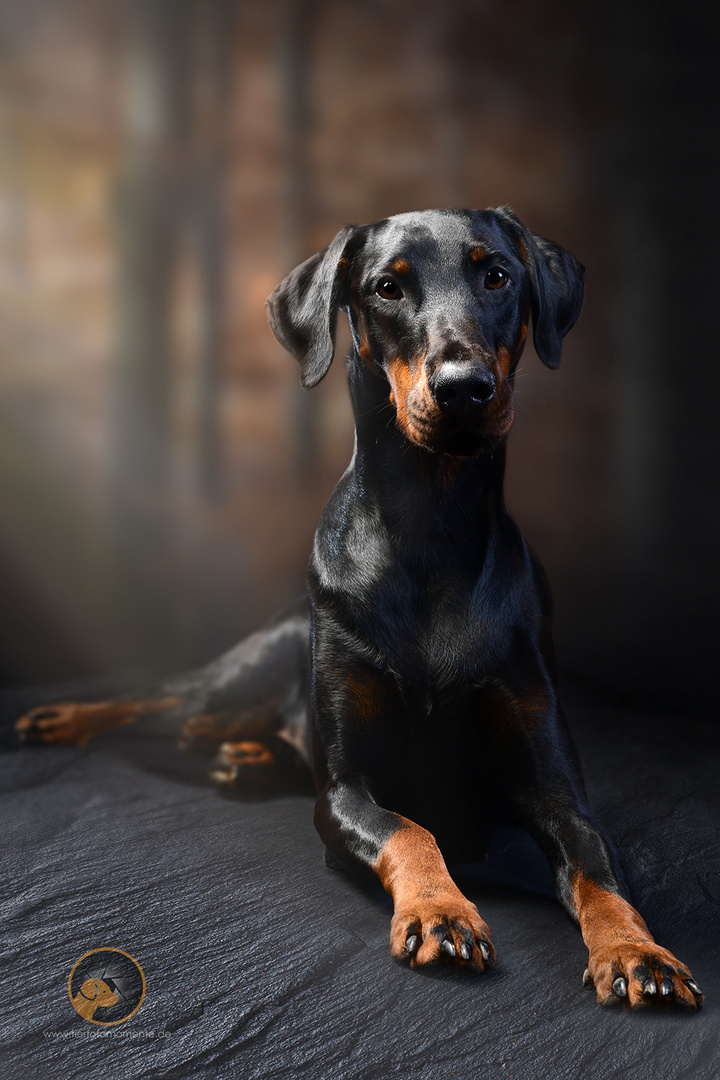 Traumdobermann