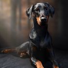 Traumdobermann