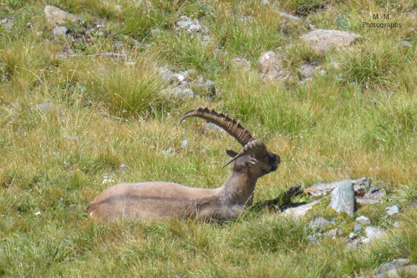 Traumfoto Alpensteinbock