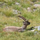 Traumfoto Alpensteinbock