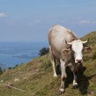 Traumgrundstück mit Blick auf See gefunden