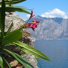 Traumhaft -Am Gardasee