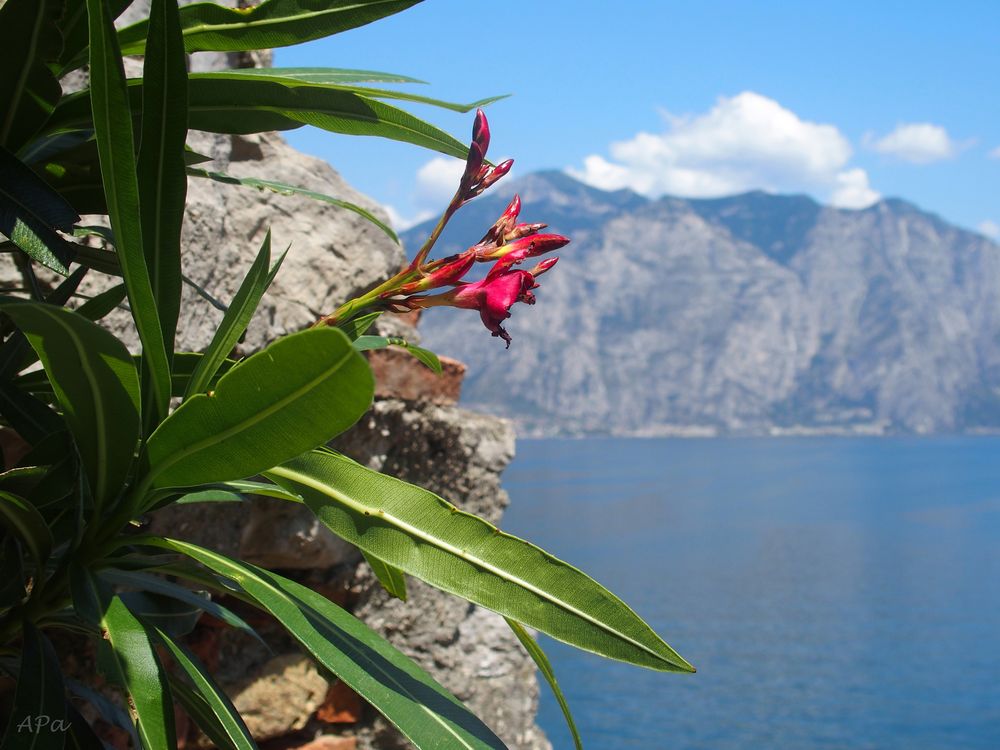 Traumhaft -Am Gardasee