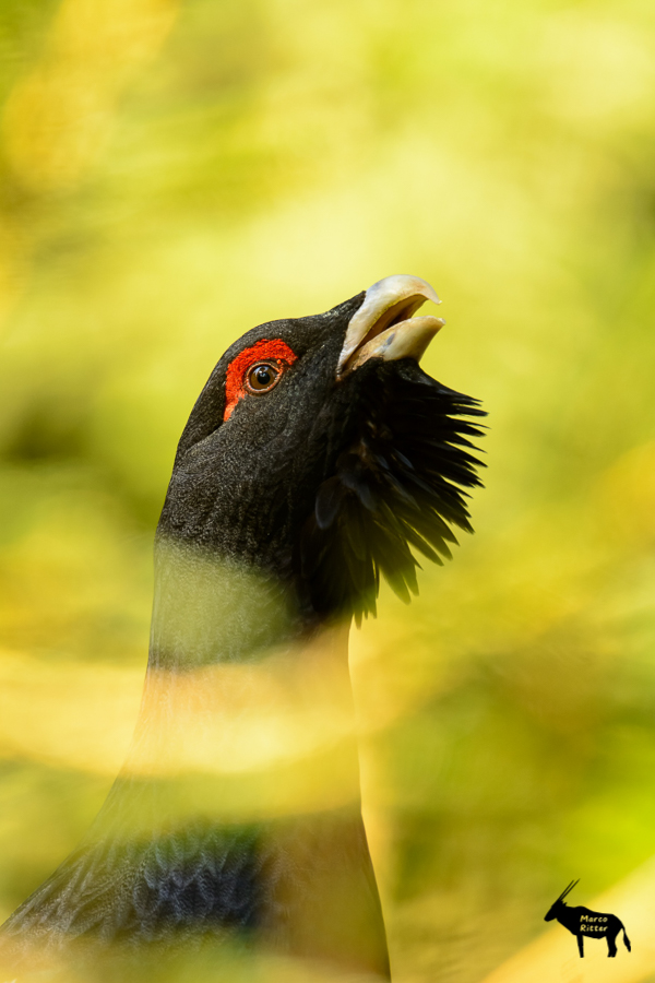 Traumhaft balzender Auerhahn