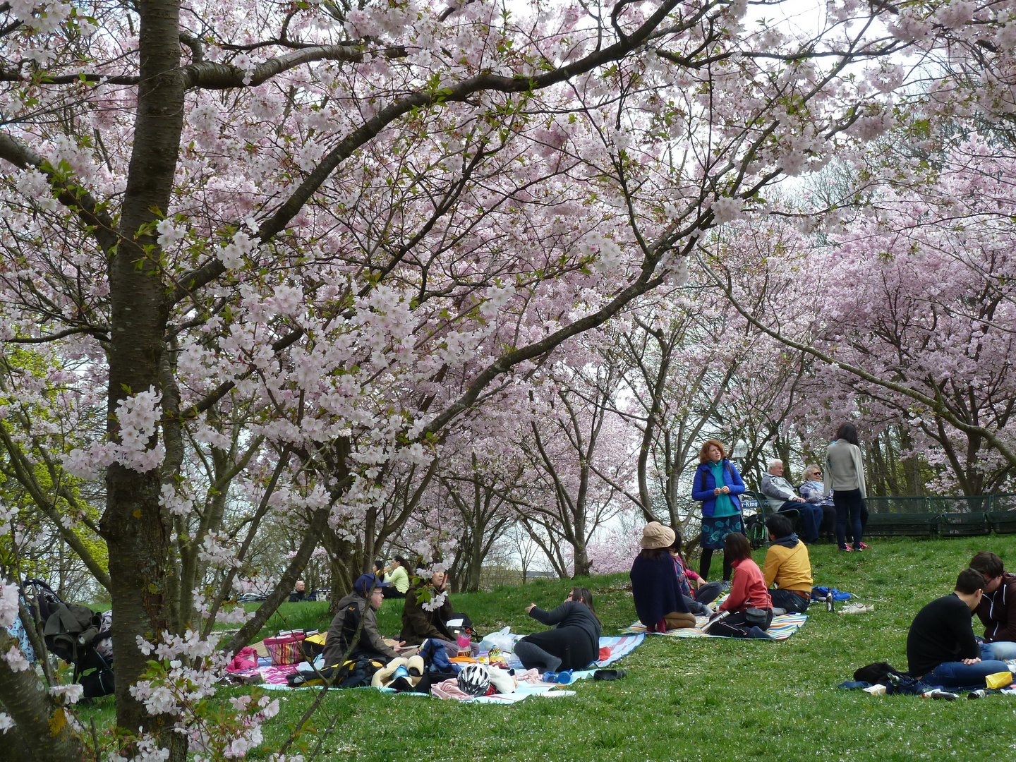 Traumhaft - ist die Kirschblüte nicht nur für Japaner