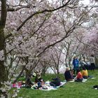 Traumhaft - ist die Kirschblüte nicht nur für Japaner